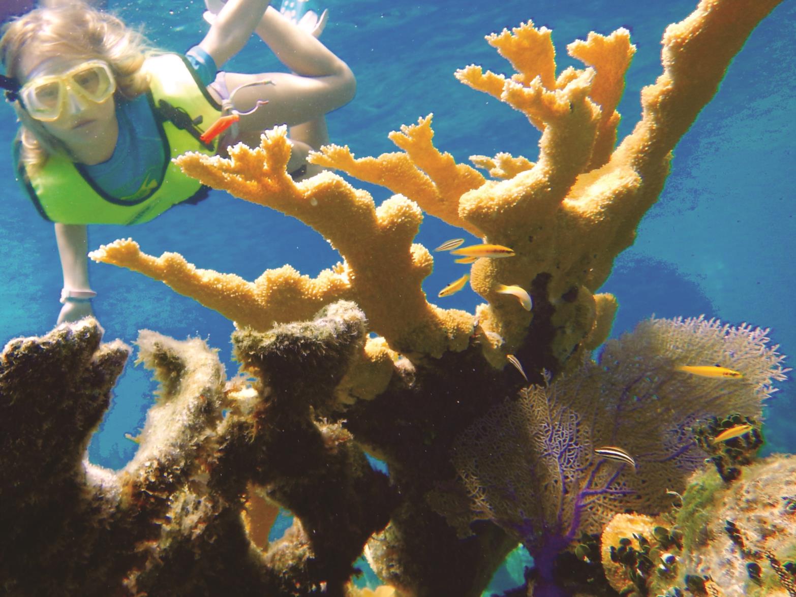 Bahamas Reef Environment Educational Foundation Ocean Home magazine