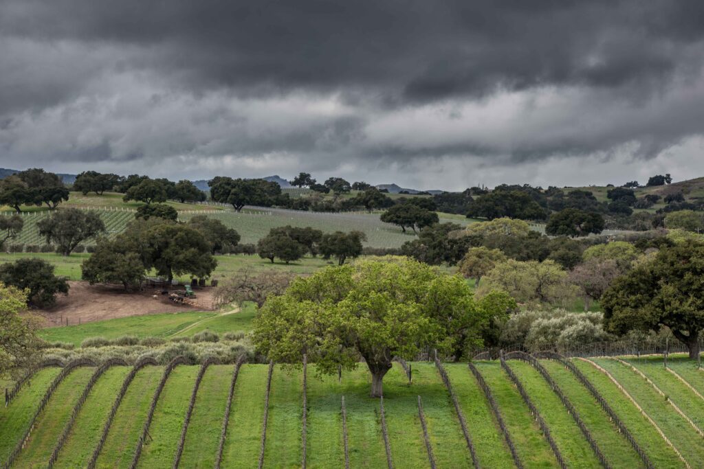 California’s Santa Barbara County Wineries Stretch the Imagination With Lush Vineyards and a Unique Climate